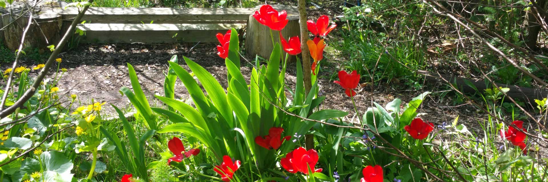 Flowers in the garden