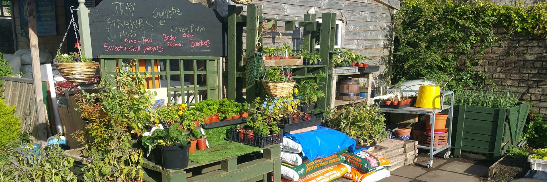 Flowers and Ailsa Craig