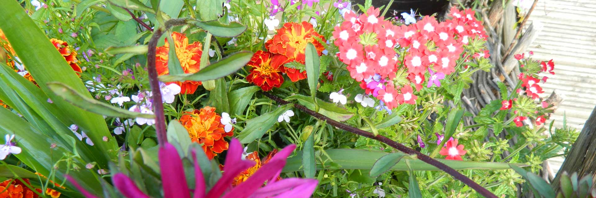 Garden Grown Flowers